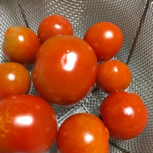 プチトマト/ミニトマトの保存方法